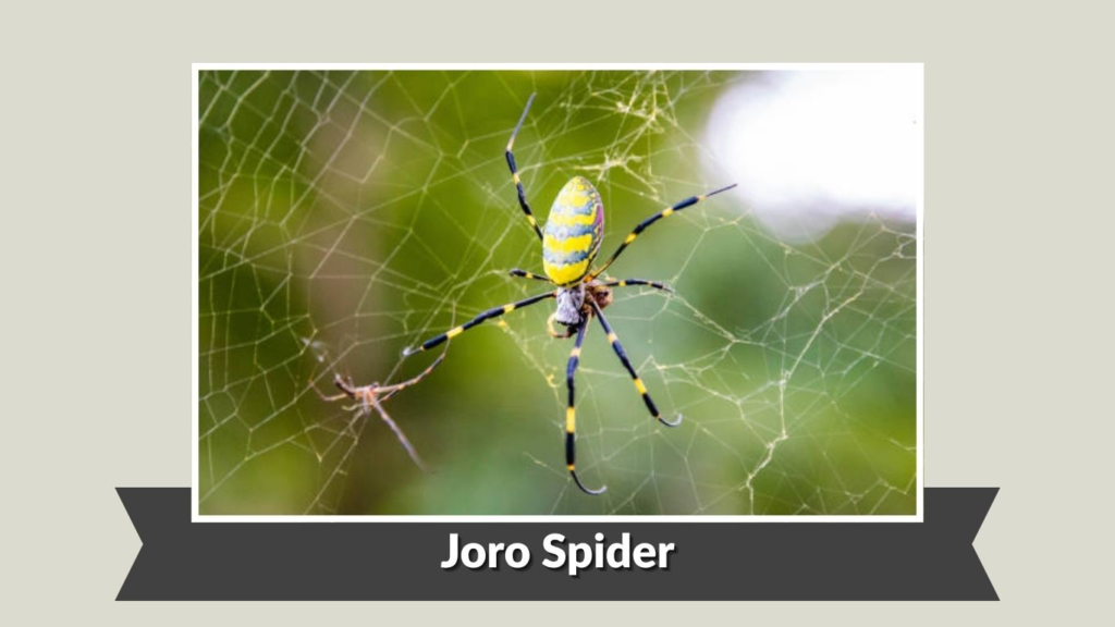 Joro Spider