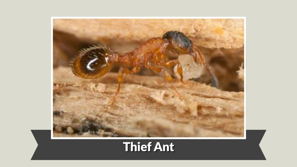 Thief Ant
