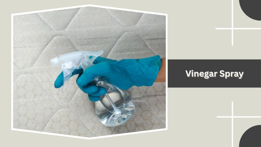 Vinegar Spray
