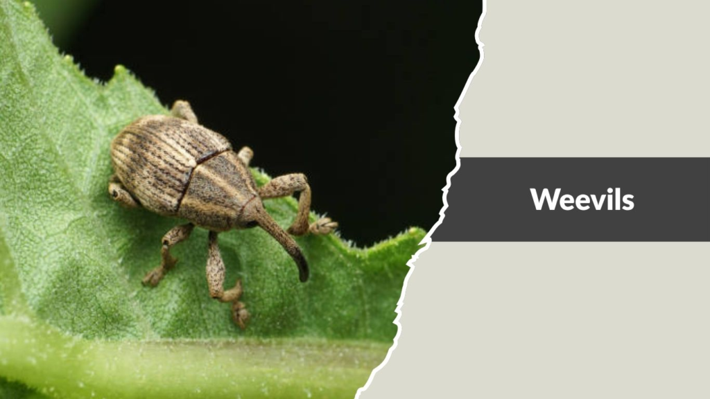 Weevils