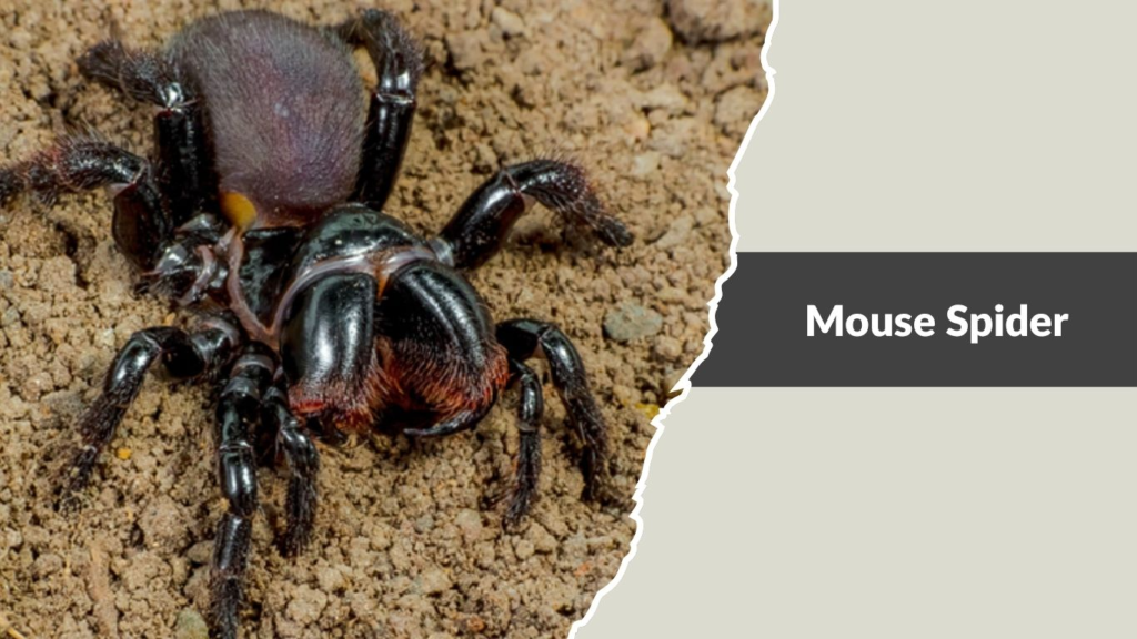 Mouse Spider