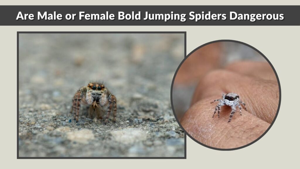 Are Male or Female Bold Jumping Spiders Dangerous