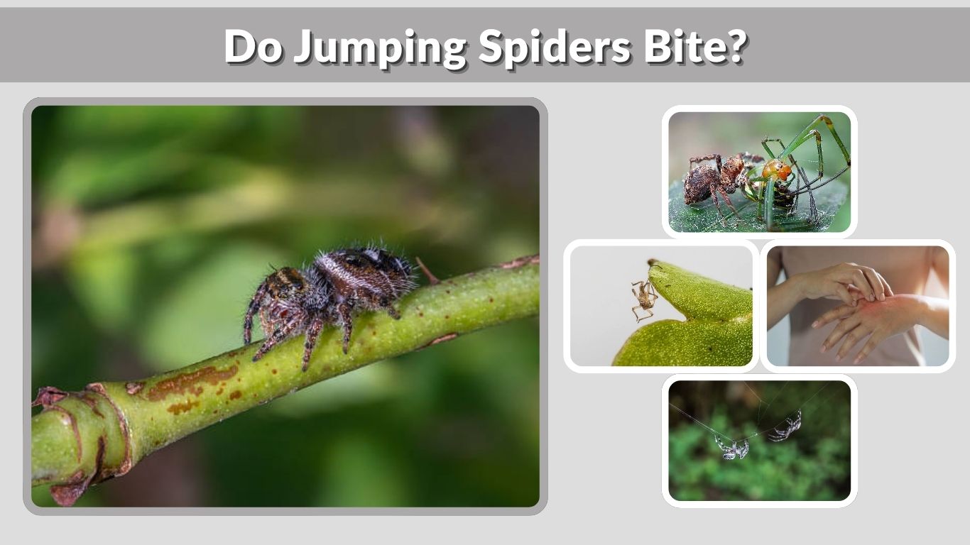 Do Jumping Spiders Bite? (Everything You Need to Know)