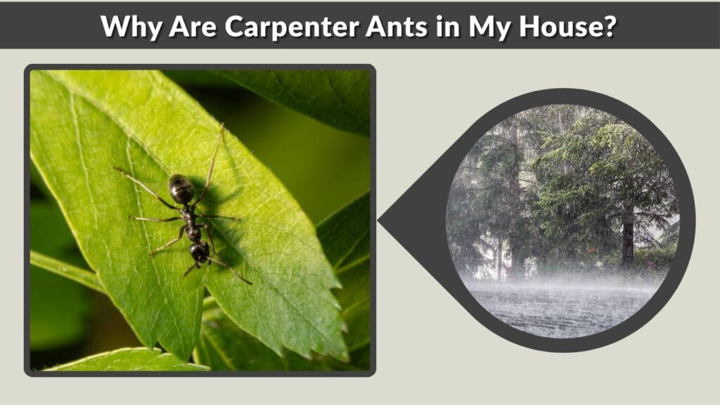 Why Are Carpenter Ants in My House?