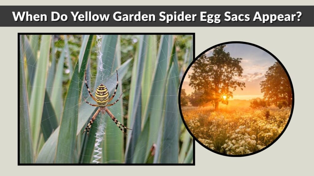 When Do Yellow Garden Spider Egg Sacs Appear?