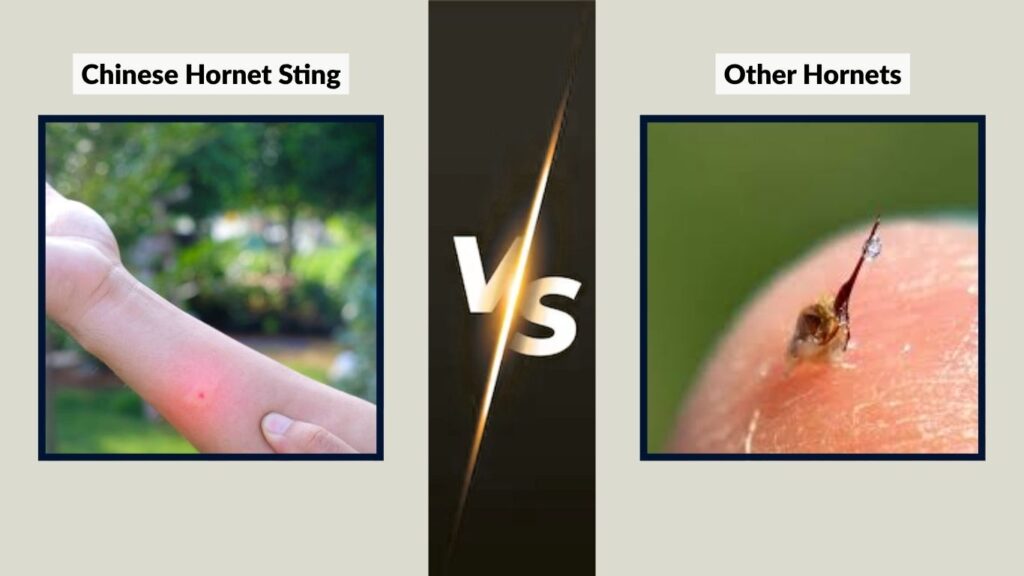Chinese Hornet Sting vs Other Hornets