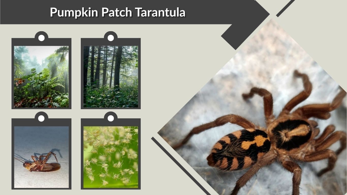 Pumpkin Patch Tarantula: Size, Care, Diet & Habitat Guide