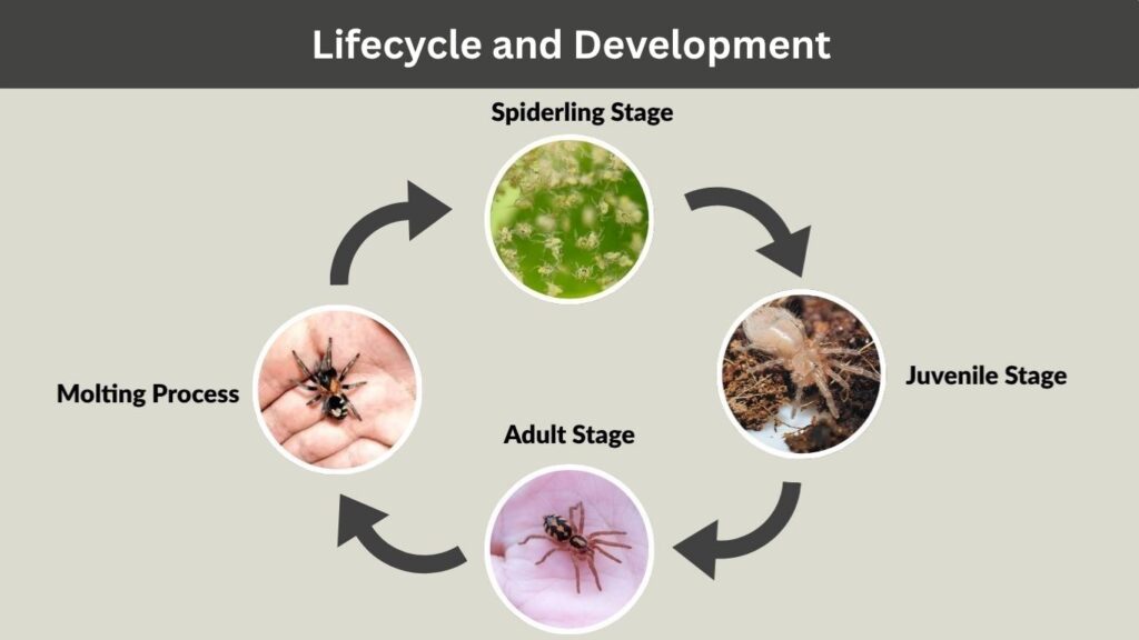Lifecycle and Development