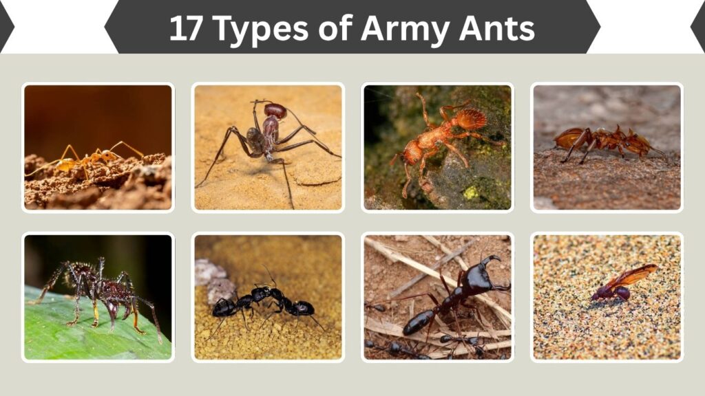 17 Types of Army Ants: Identification and Pictures