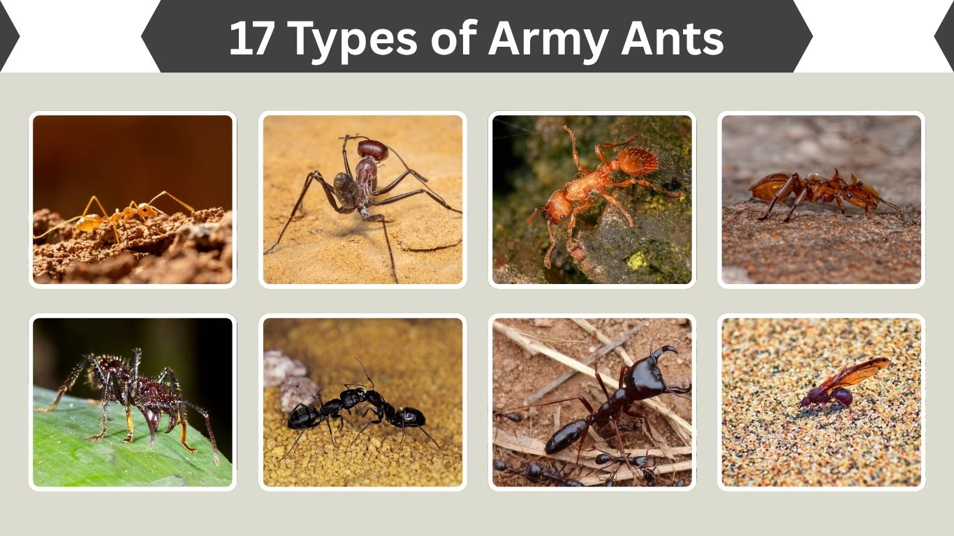 17 Types of Army Ants: Identification and Pictures