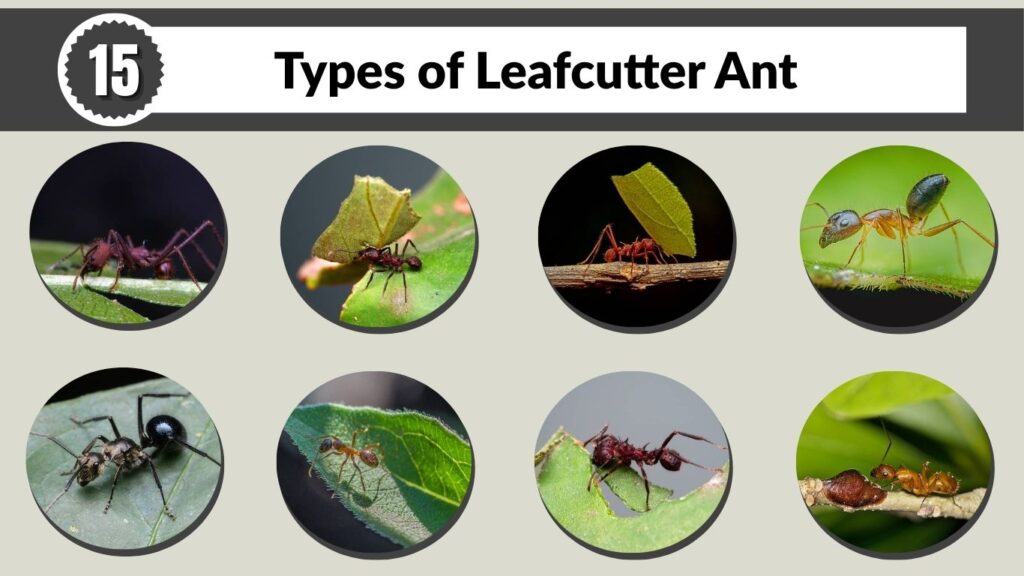 15 Types of Leafcutter Ant: Identification with Pictures