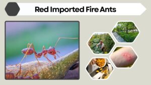 Red Imported Fire Ants: Identification, Dangers and Control