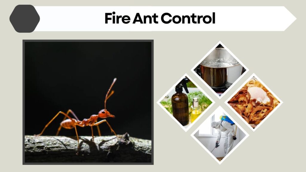 Fire Ant Control: Safe Solutions for Lawns and Yards
