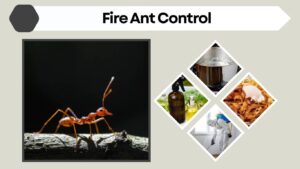 Fire Ant Control: Safe Solutions for Lawns and Yards