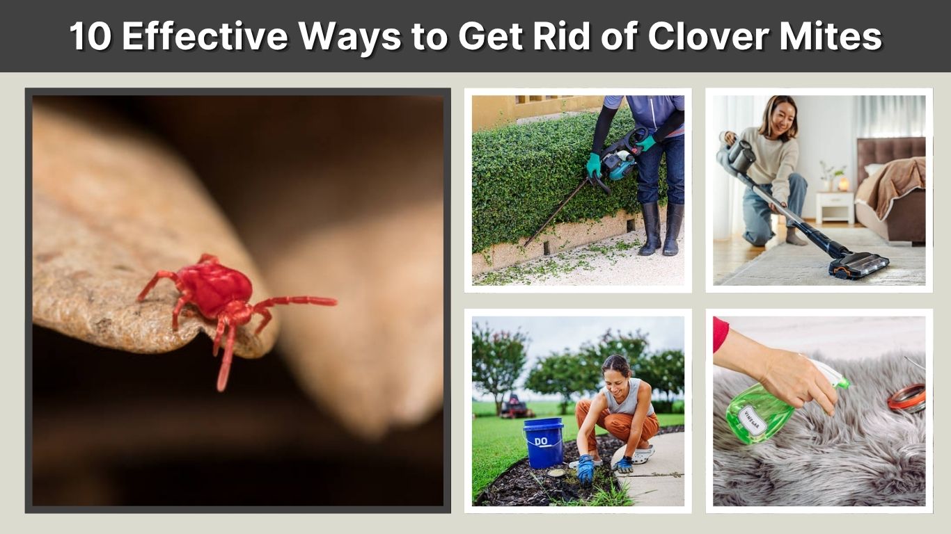 10 Effective Ways to Get Rid of Clover Mites Naturally (Step-by-Step) 