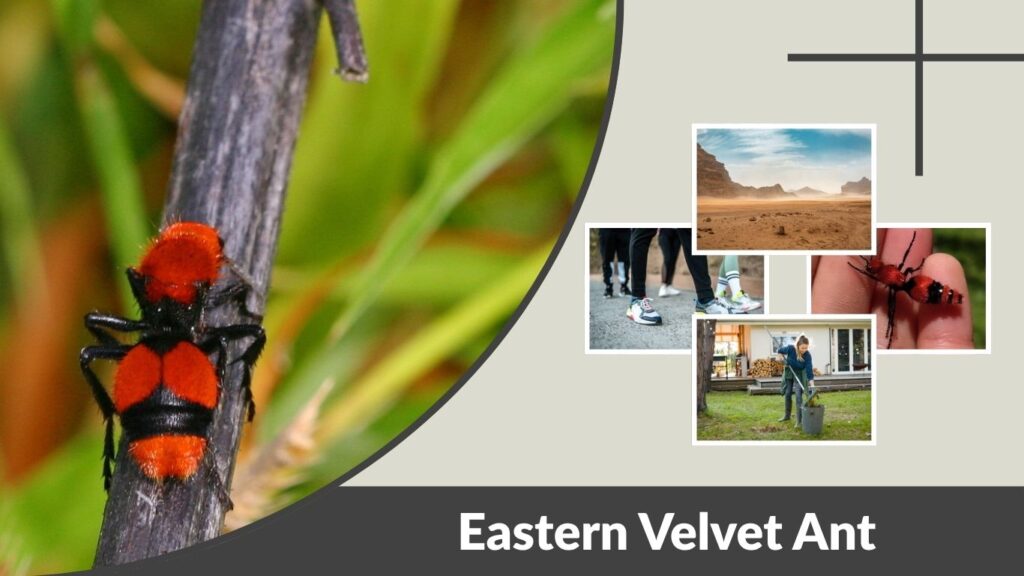 Eastern Velvet Ant: Sting, Range, Size & Identification Guide