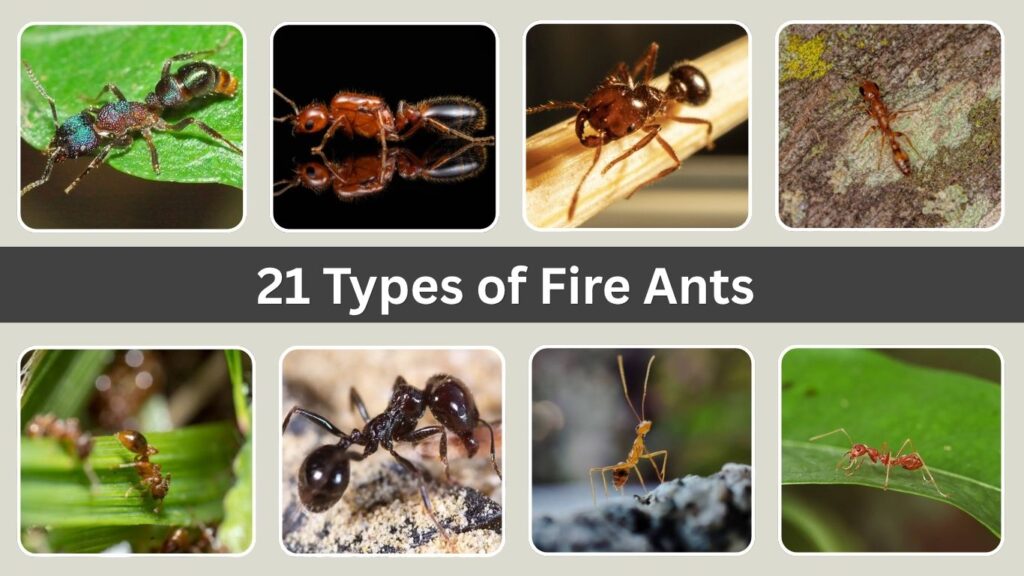 21 Types of Fire Ants: Identification and Pictures