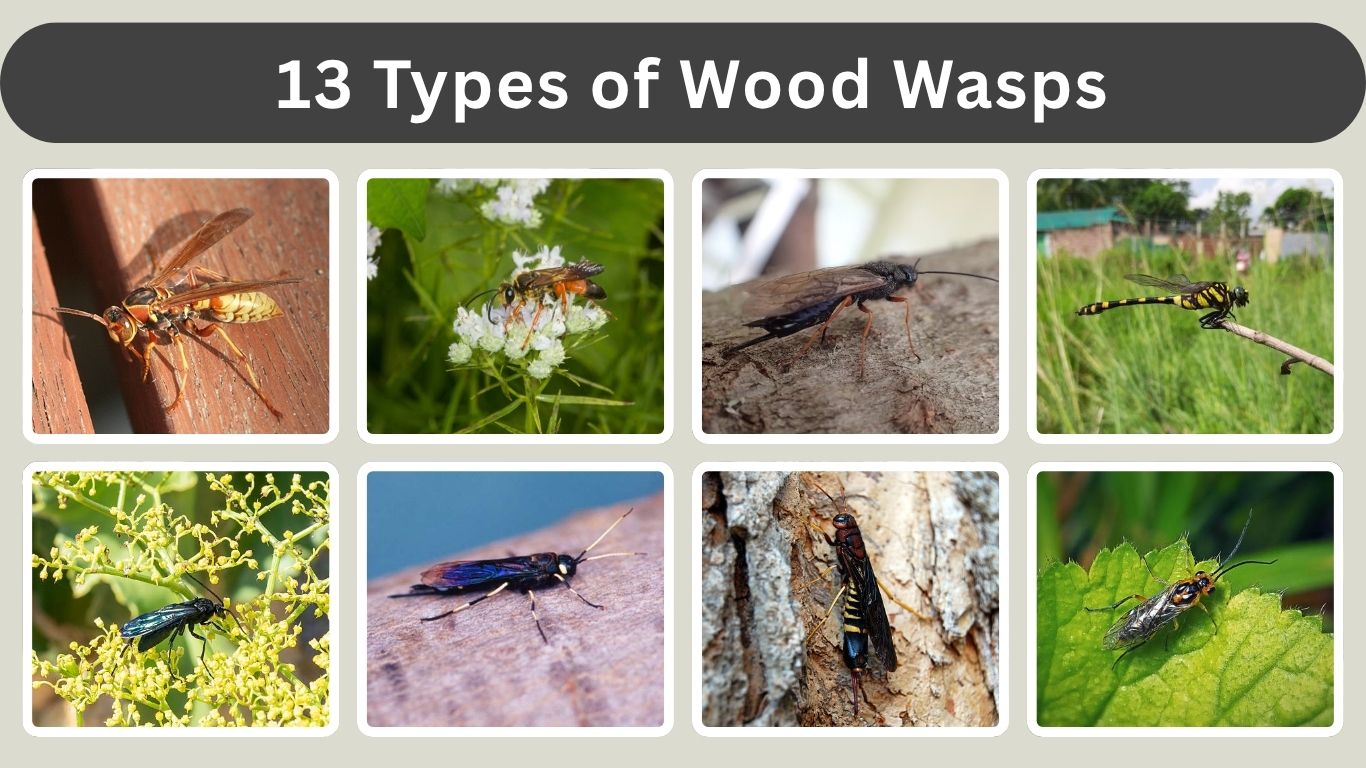 13 Types of Wood Wasps (Identification with Pictures)