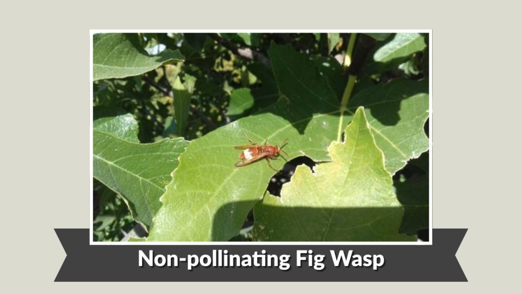 Non-pollinating Fig Wasp