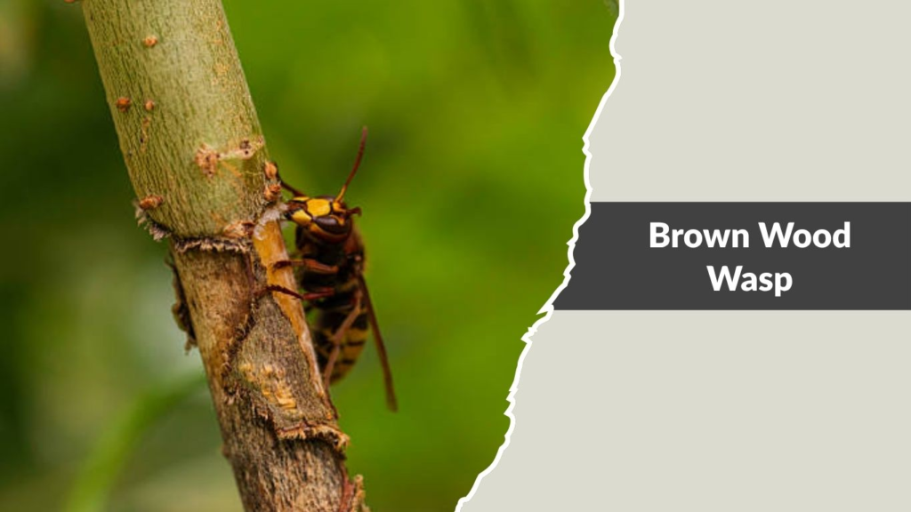 Brown Wood Wasp