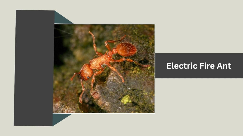 Electric Fire Ant