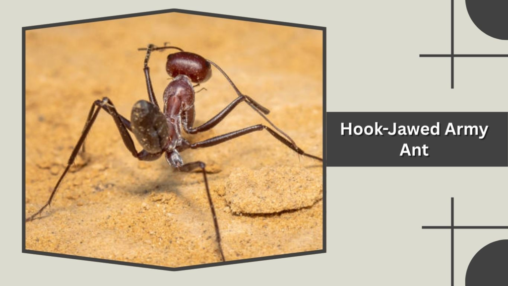 Hook-Jawed Army Ant
