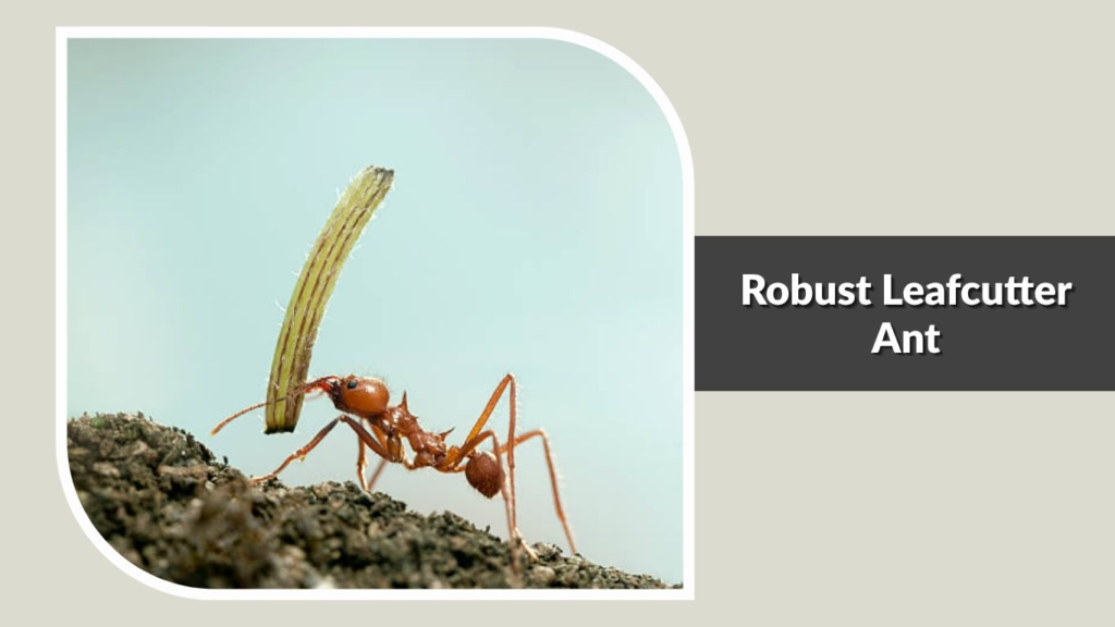 Robust Leafcutter Ant