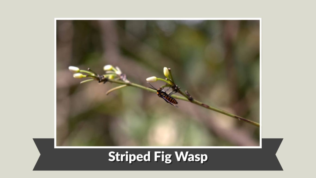 Striped Fig Wasp