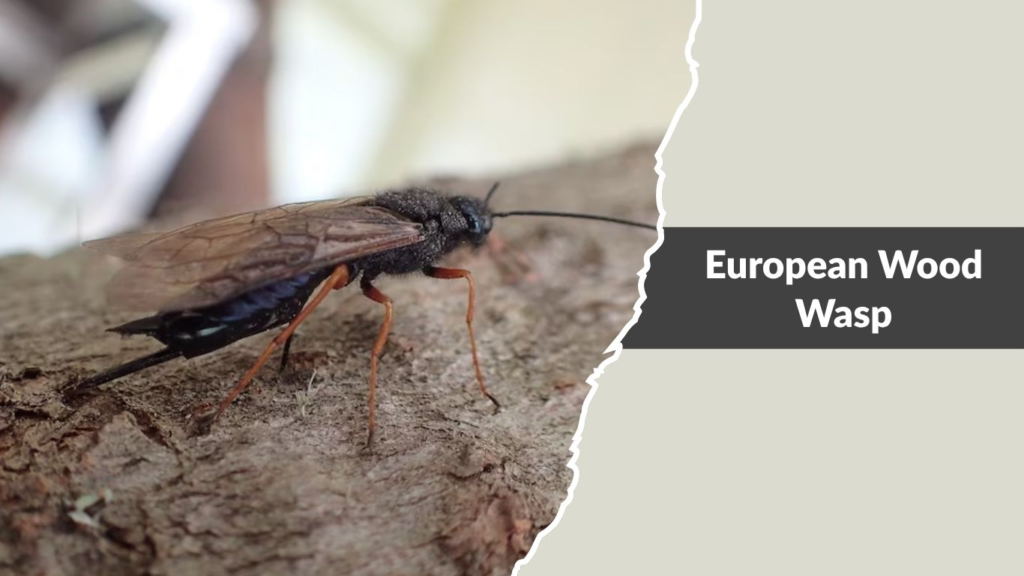 European Wood Wasp