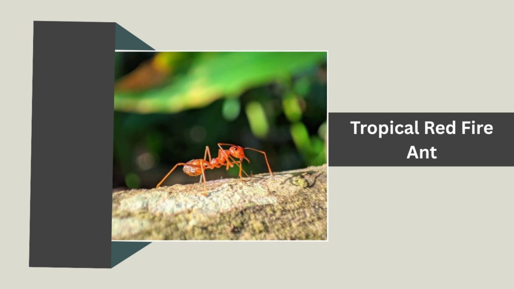 Tropical Red Fire Ant