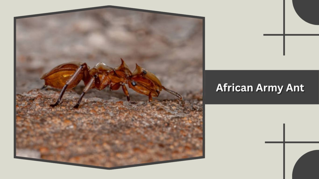African Army Ant