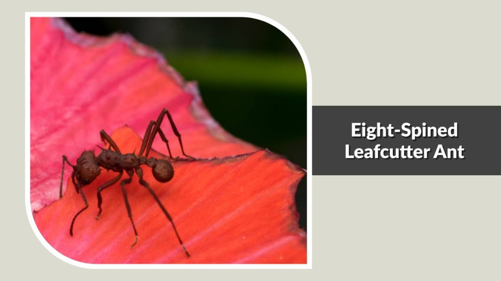 Eight-Spined Leafcutter Ant