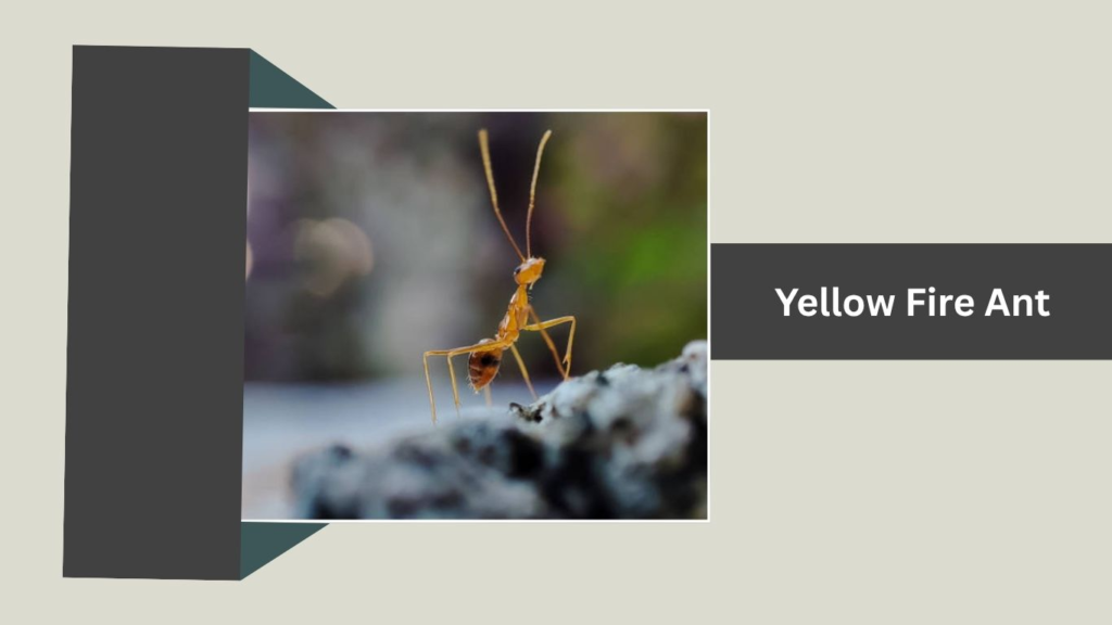 Yellow Fire Ant