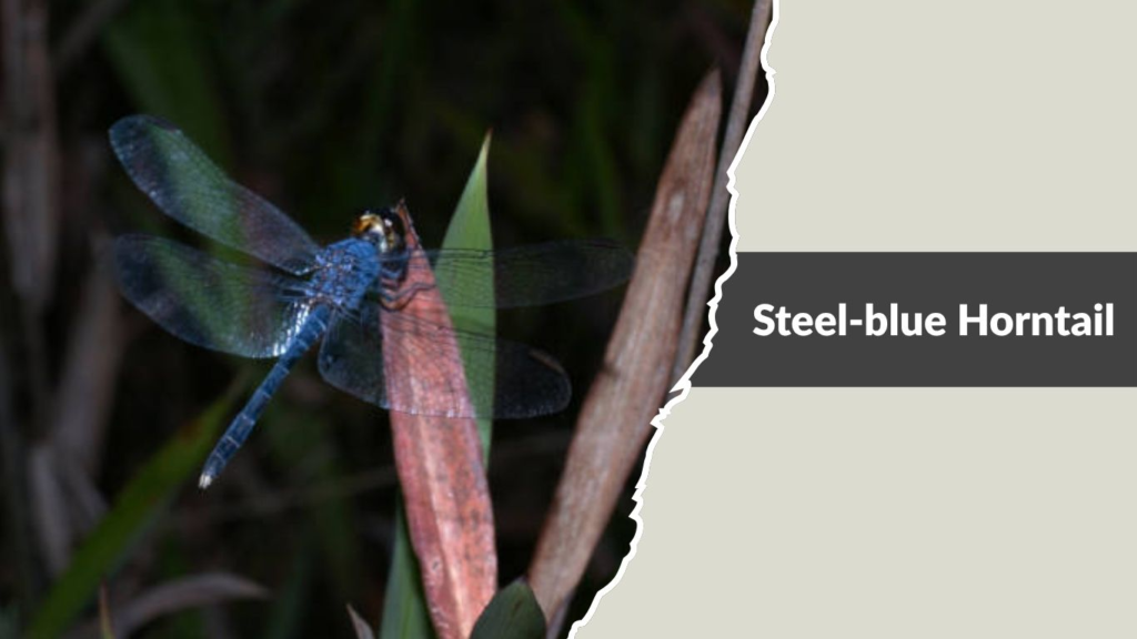 Steel-blue Horntail