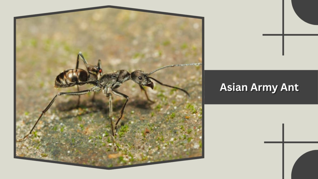 Asian Army Ant