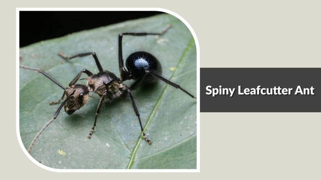 Spiny Leafcutter Ant