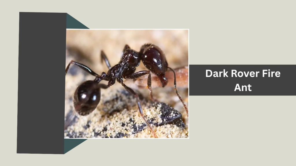 Dark Rover Fire Ant