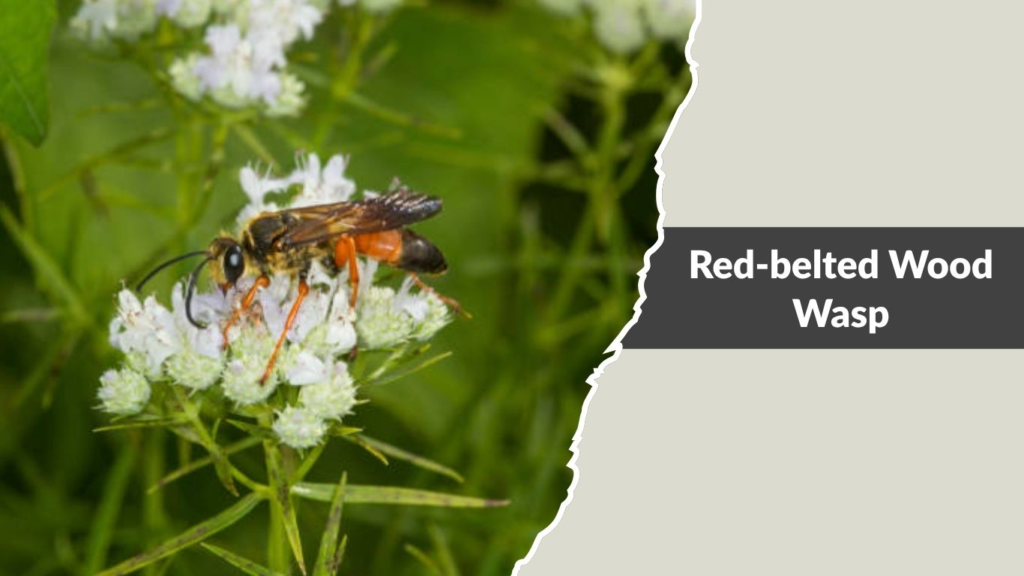 Red-belted Wood Wasp