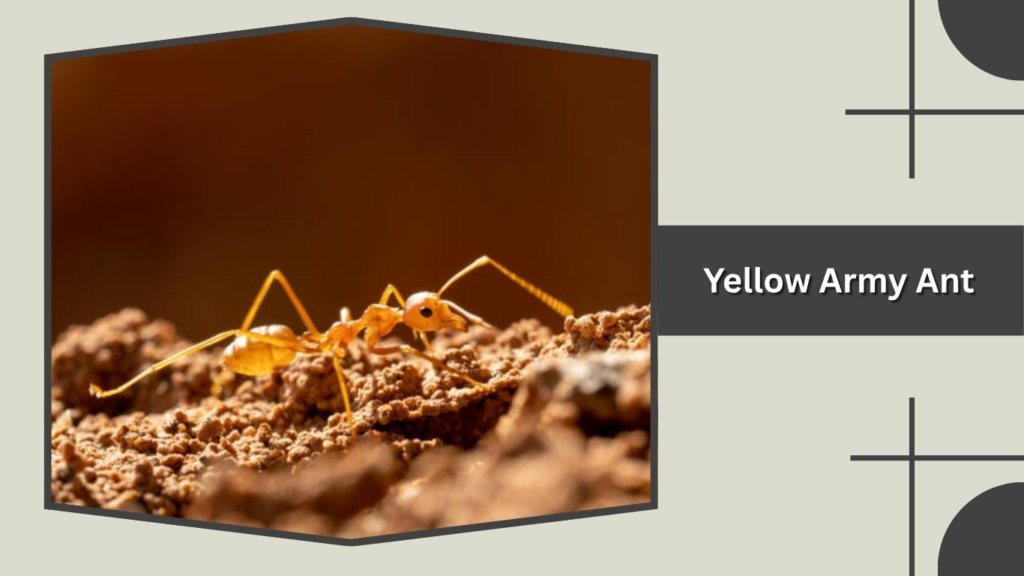 Yellow Army Ant