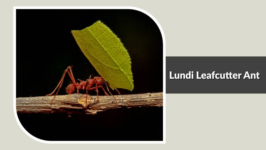 Lundi Leafcutter Ant