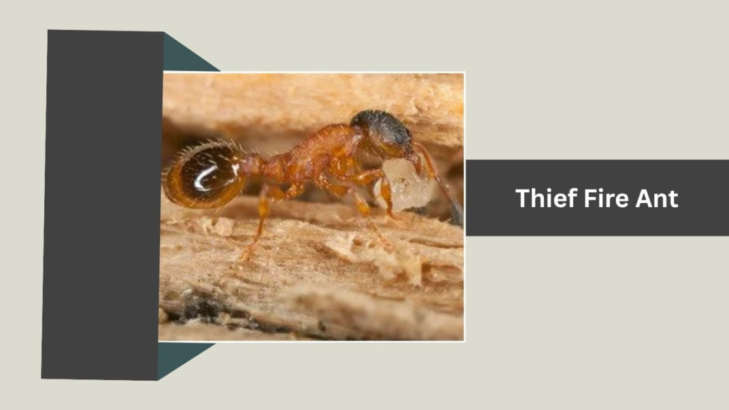 Thief Fire Ant