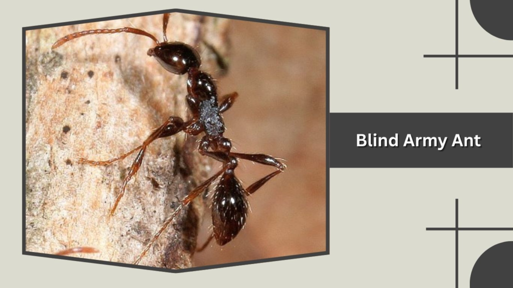 Blind Army Ant
