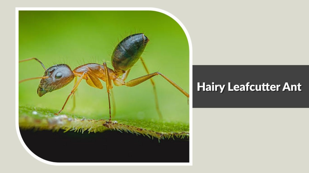 Hairy Leafcutter Ant