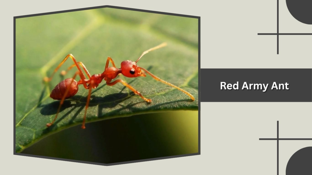 Red Army Ant