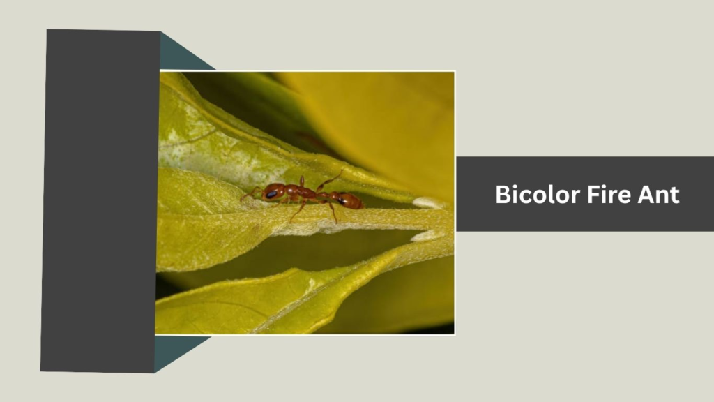 Bicolor Fire Ant