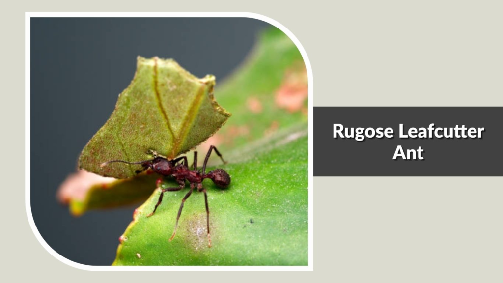 Rugose Leafcutter Ant
