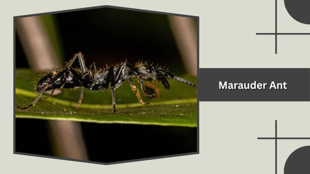 Marauder Ant