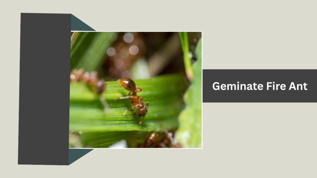 Geminate Fire Ant