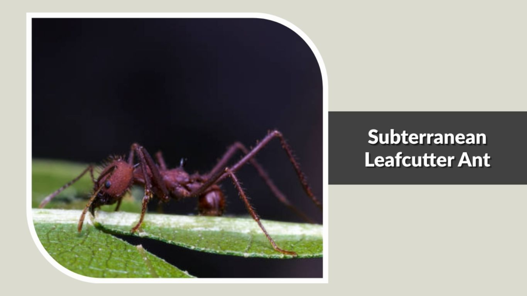 Subterranean Leafcutter Ant