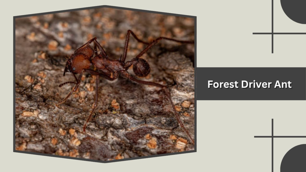  Forest Driver Ant